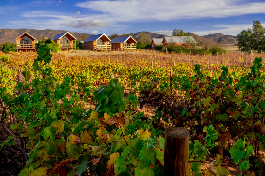 Viñedos del Valle de Guadalupe, Ensenada